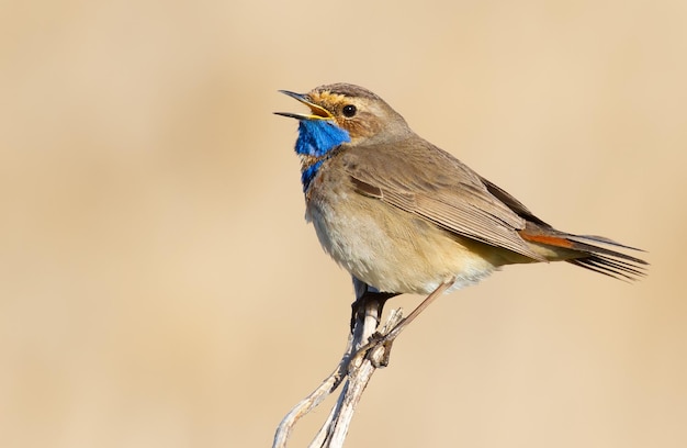 Bluethroat Luscinia svecica 수컷 새는 식물의 줄기에 앉아 노래합니다