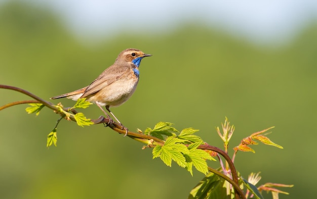 ブルースロート Luscinia svecica 美しい緑の背景に若い葉の中に雄の鳥が座っています モデルは朝の太陽に美しく照らされています