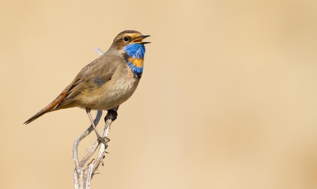 Bluethroat Luscinia svecica 나뭇가지에 앉아 노래하는 새