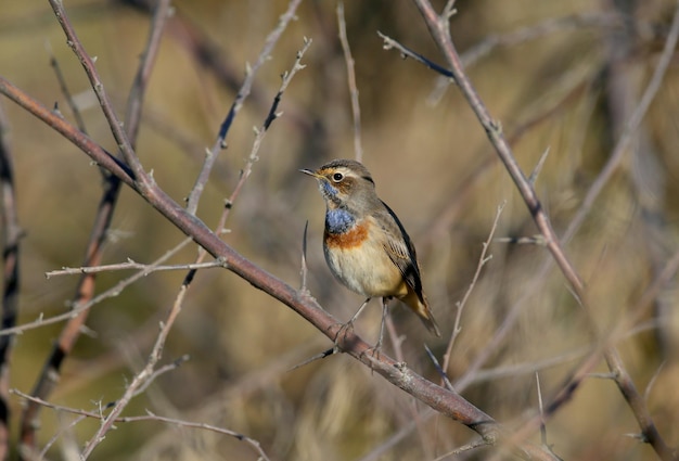 The bluethroat Luscinia svecica