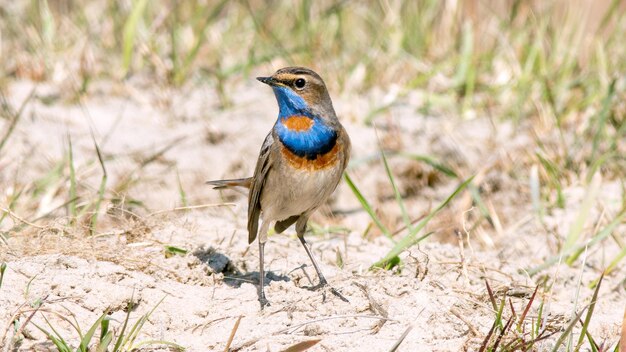 Photo bluethroat male in spring