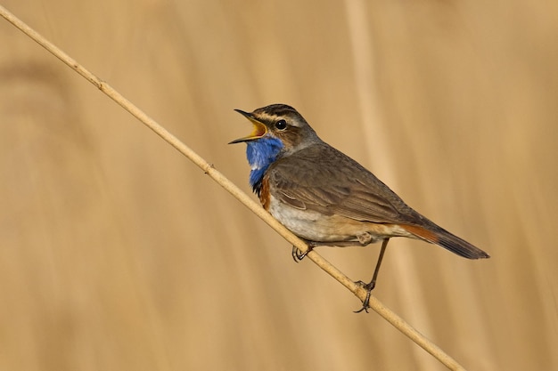 Bluethroat svecica cyanecula