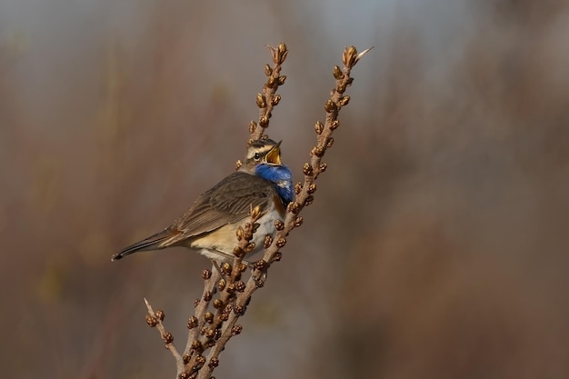 Bluethroat svecica cyanecula