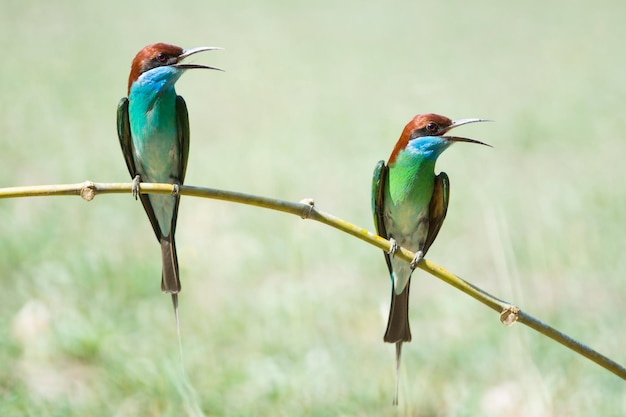 Bluethroated Beeeater