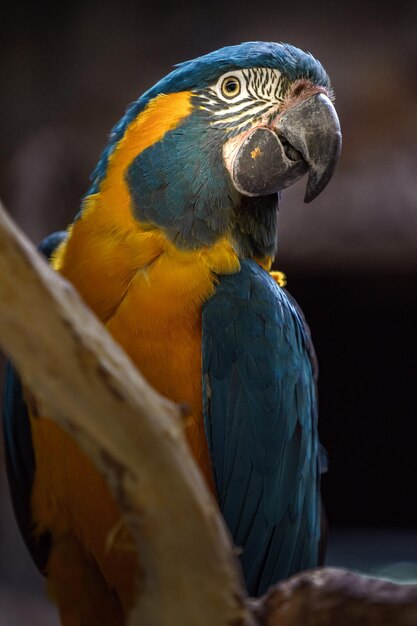 Bluethroated Macaw