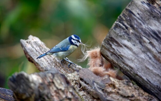 둥지에 줄을 서기 위해 버려진 모피를 수집하는 Bluetit