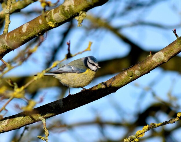 Bluetit die op een tak zit