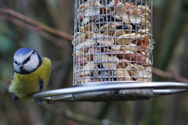 Bluetit sitting at feeding station