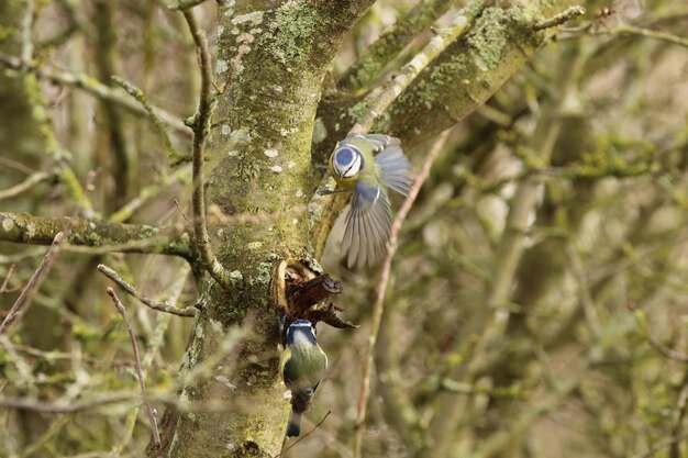 Foto bluetits appoggiati su un albero