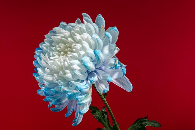 Bluewhite chrysanthemum on a red background flower head closeup