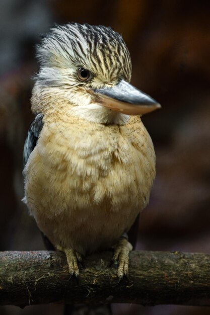 Foto kookaburra dalle ali blu