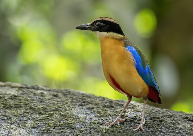 La pitta bluewinged appollaiata sulla roccia con sfondo verde bokeh thailandia