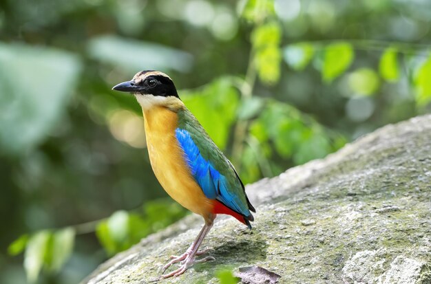 The bluewinged pitta perching on the rock with green bokeh background Thailand