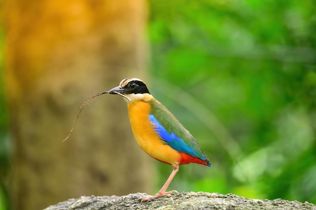 Bluewingedpitta een soort vogel waar vogelspotters op letten vanwege de prachtige kleuren en zijn prachtige zangstem