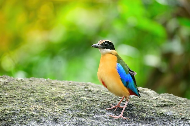 Bluewingedpitta een soort vogel waar vogelspotters op letten vanwege de prachtige kleuren en zijn prachtige zangstem