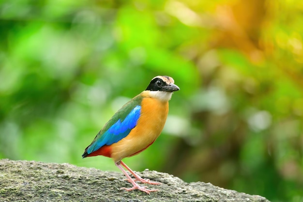 Bluewingedpitta een soort vogel waar vogelspotters op letten vanwege de prachtige kleuren en zijn prachtige zangstem