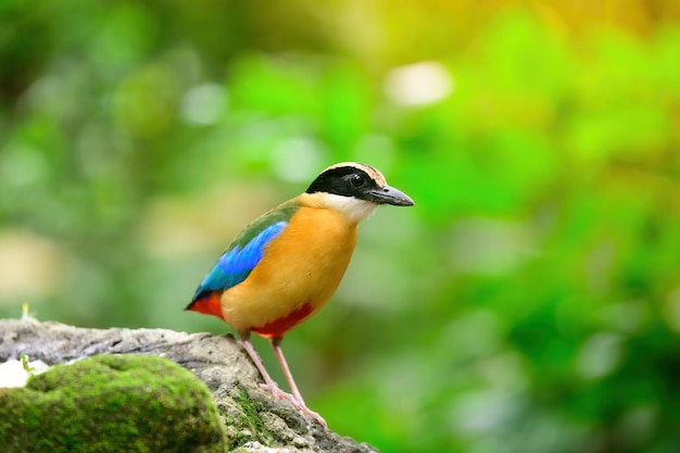 Bluewingedpitta een soort vogel waar vogelspotters op letten vanwege de prachtige kleuren en zijn prachtige zangstem