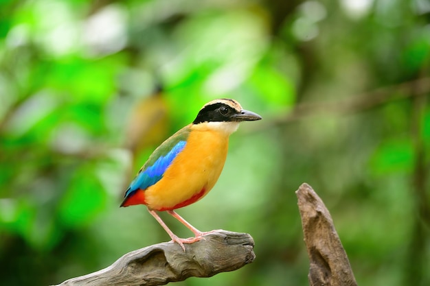 Foto bluewingedpitta een soort vogel waar vogelspotters op letten vanwege de prachtige kleuren en zijn prachtige zangstem
