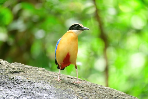 Foto bluewingedpitta een soort vogel waar vogelspotters op letten vanwege de prachtige kleuren en zijn prachtige zangstem