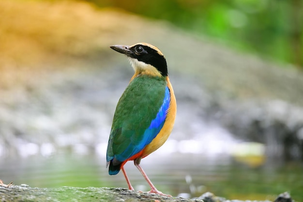 Foto bluewingedpitta een soort vogel waar vogelspotters op letten vanwege de prachtige kleuren en zijn prachtige zangstem