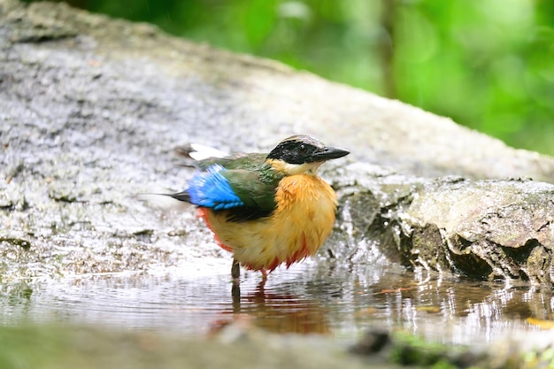 Bluewingedpitta een soort vogel waar vogelspotters op letten vanwege de prachtige kleuren en zijn prachtige zangstem