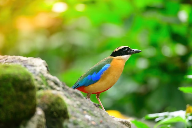 Bluewingedpitta een soort vogel waar vogelspotters op letten vanwege de prachtige kleuren en zijn prachtige zangstem