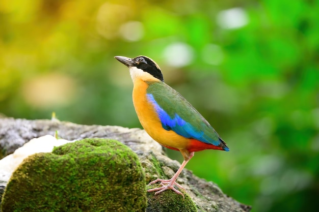 Photo bluewingedpitta a kind of bird that bird watchers pay attention because of the beautiful colors and its beautiful singing voice