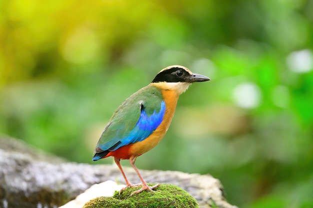 Bluewingedpitta a kind of bird that bird watchers pay attention because of the beautiful colors and its beautiful singing voice