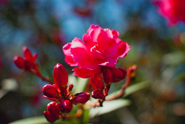 Photo bluhende blume am strauch