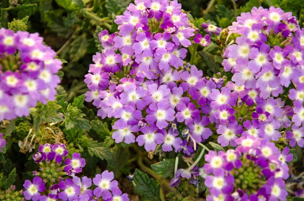 Bluish purple flowers closeup beautiful flower garden in the courtyard of the house Primula scotica