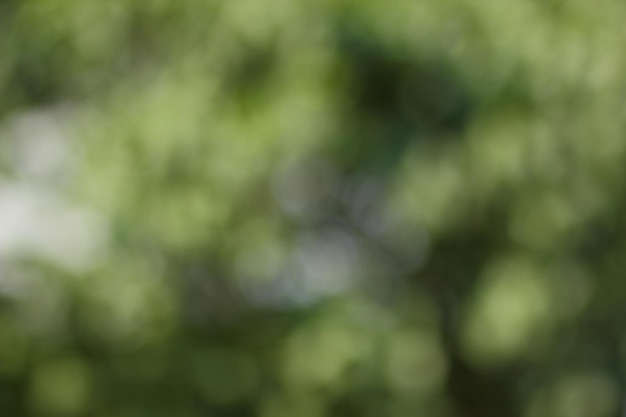 Blur background of green tree with sky bokeh nature light Blurred crown trees in garden closeup Natural spring background with copy space