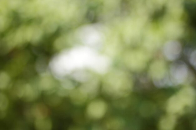 Blur background of green tree with sky bokeh nature light Blurred crown trees in garden closeup Natural spring background with copy space