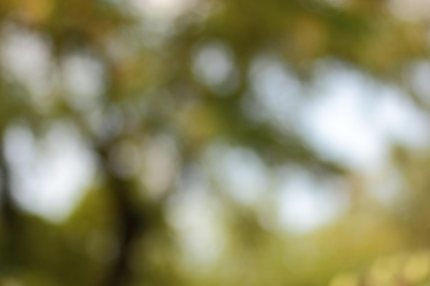 Photo blur background of green tree with sky bokeh nature light blurred crown trees in garden closeup natural spring background with copy space