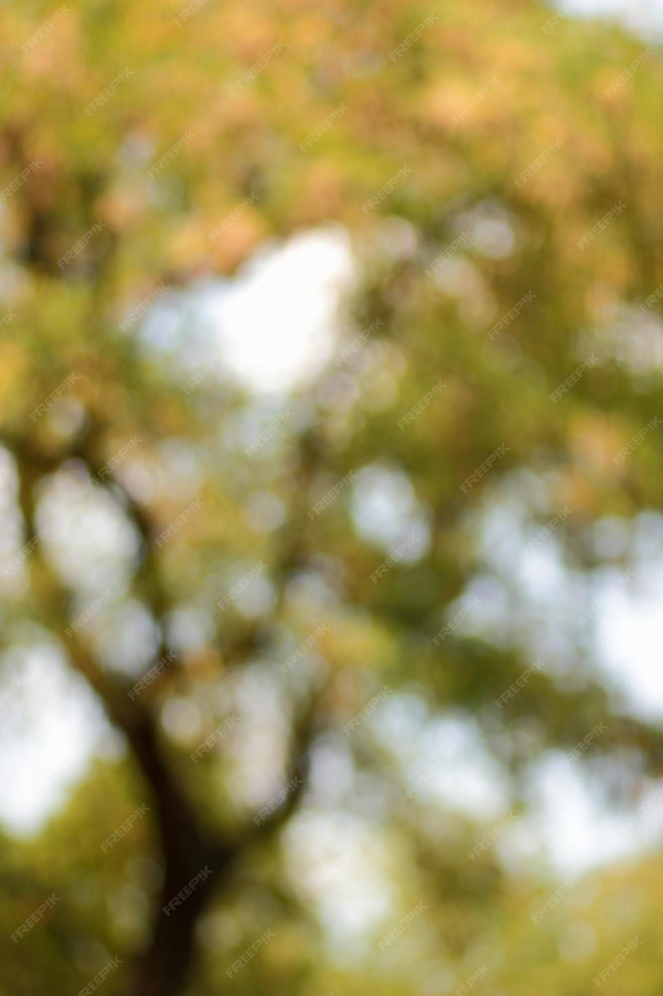 Premium Photo | Blur background of green tree with sky bokeh nature light  blurred crown trees in garden closeup natural spring background with copy  space