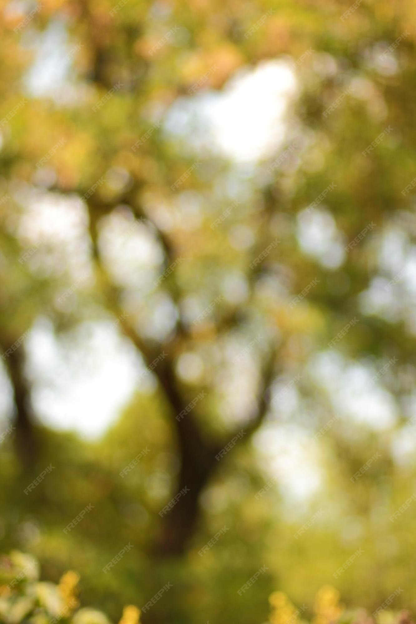 Premium Photo | Blur background of green tree with sky bokeh nature light  blurred crown trees in garden closeup natural spring background with copy  space