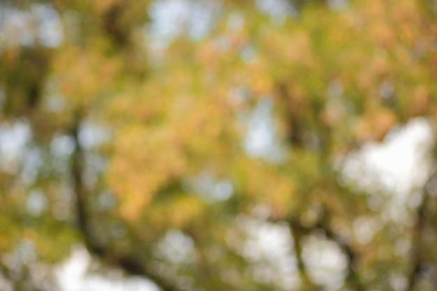 Photo blur background of green tree with sky bokeh nature light blurred crown trees in garden closeup natural spring background with copy space