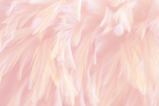 Photo blur bird chickens feather texture for background, abstract, soft color of art design.