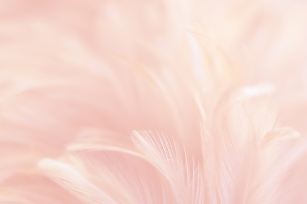 Blur Bird chickens feather texture for background art design