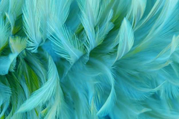 Photo blur bird chickens feather texture for background, fantasy, abstract, soft color of art design.