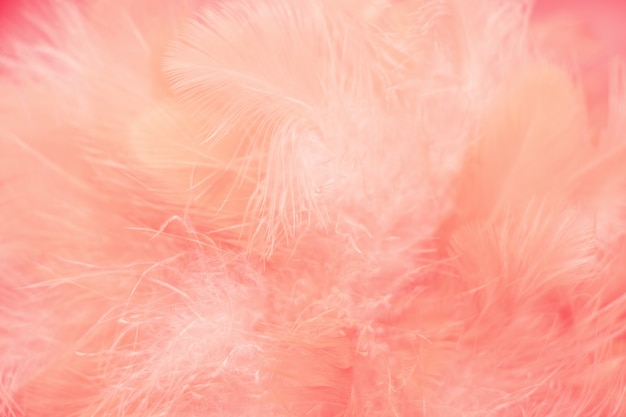 Blur Bird chickens feather texture for background, Fantasy, Abstract, soft color of art design.