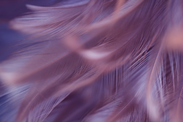 Blur Bird chickens feather texture for background, Fantasy, Abstract, soft color of art design.