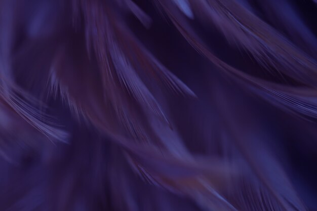 Blur Bird цыплята перо текстуры для фона, фэнтези, аннотация, мягкий цвет арт дизайн.