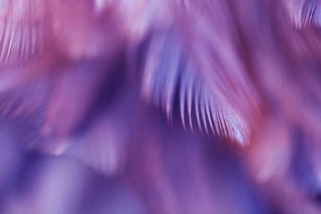 Blur Bird цыплята перо текстуры для фона, фэнтези, аннотация, мягкий цвет арт дизайн.