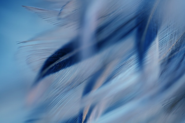 Blur Bird chickens feather texture for background, Fantasy, Abstract, soft color of art design.