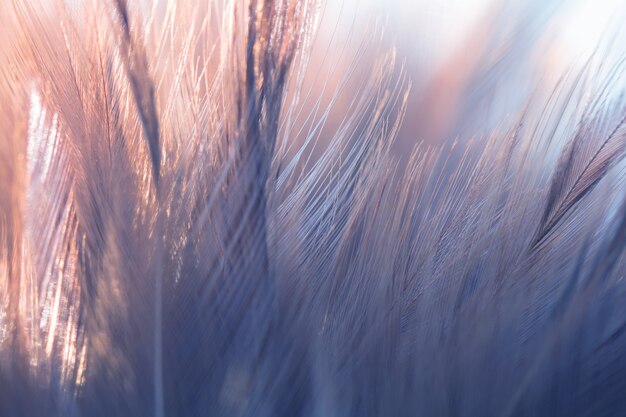 Blur Bird chickens feather texture for background, Fantasy, Abstract, soft color of art design.