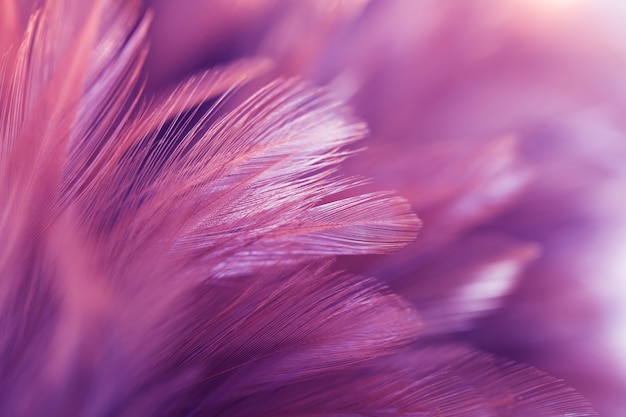 Blur Bird chickens feather texture for background, Fantasy, Abstract, soft color of art design.