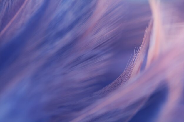 Blur Bird chickens feather texture for background, Fantasy, Abstract, soft color of art design.