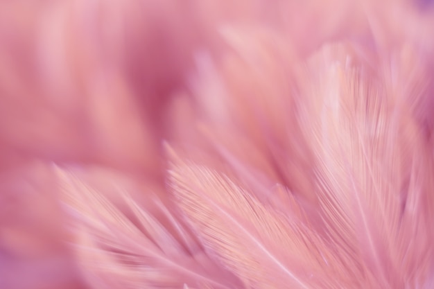 Blur Bird chickens feather texture for background