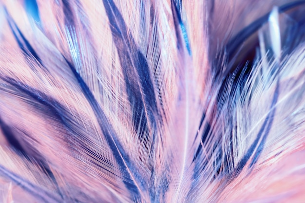 Blur Bird chickens feather texture for background