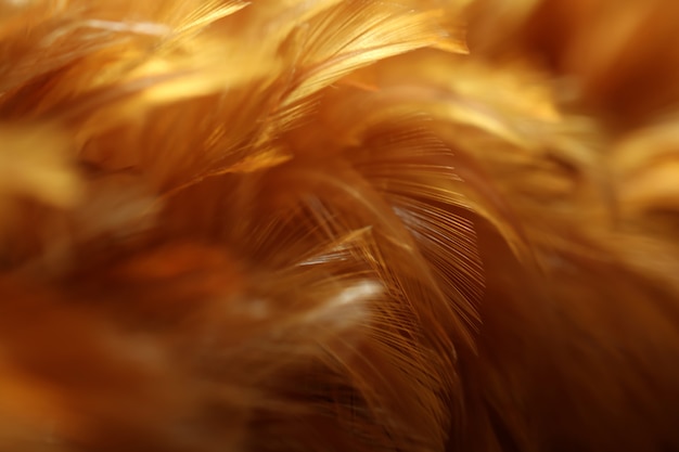 Blur Bird chickens feather texture for background